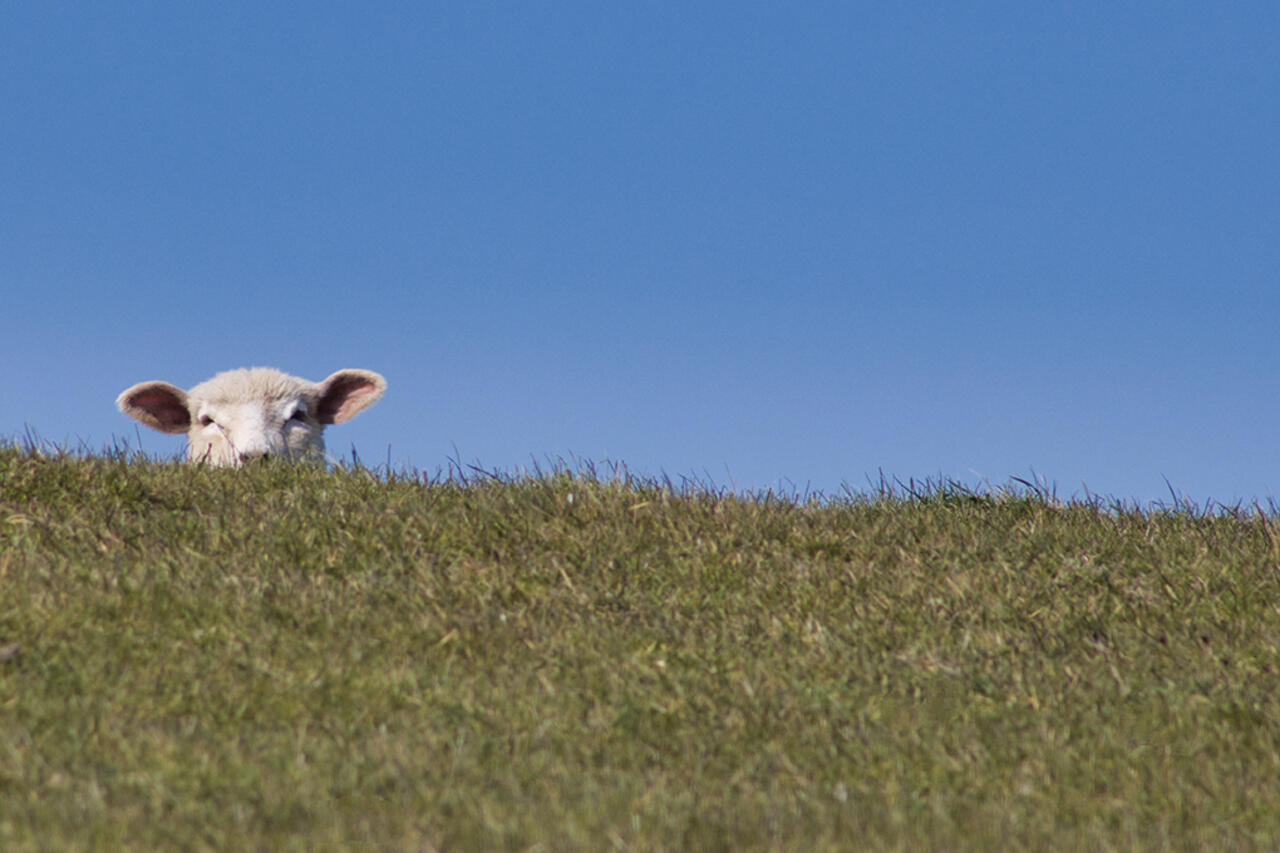 Ein Schaf steht auf einem grasbewachsenen Deich in Ostfriesland und schaut über die Deichkante. 