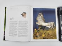 Innenansicht des Buches „Vogelstimmen“