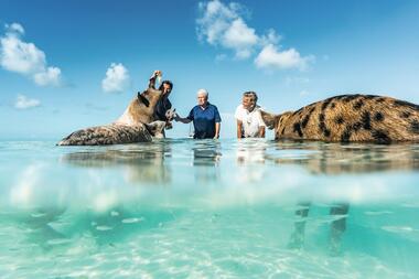 Frank Elstner mit schwimmenden Schweinen auf den Bahamas