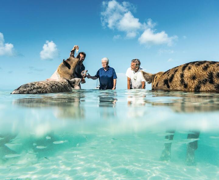 Frank Elstner mit schwimmenden Schweinen auf den Bahamas
