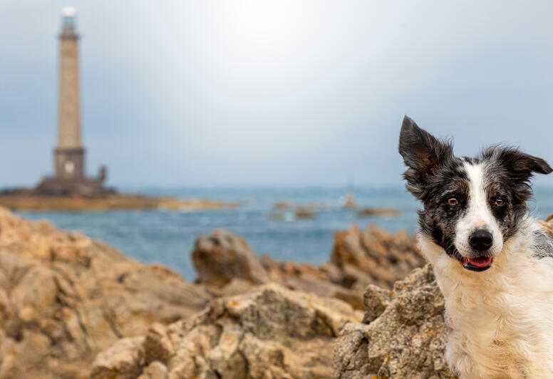 Border Collie vor einer Küste mit Leuchtturm