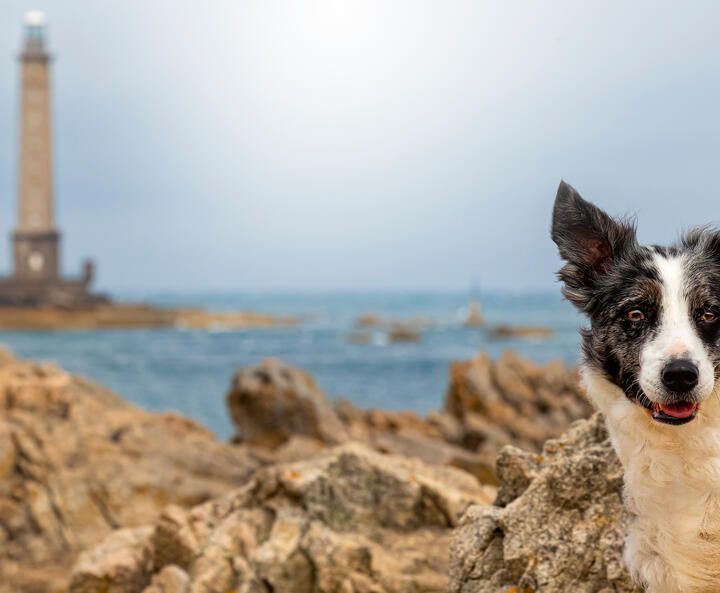 Border Collie vor einer Küste mit Leuchtturm