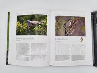Innenansicht des Buches „Vogelstimmen“
