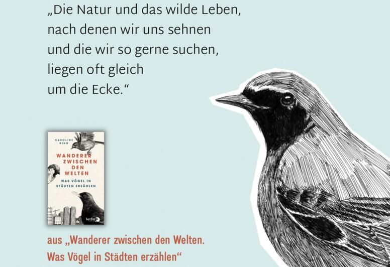 heimische Vögel