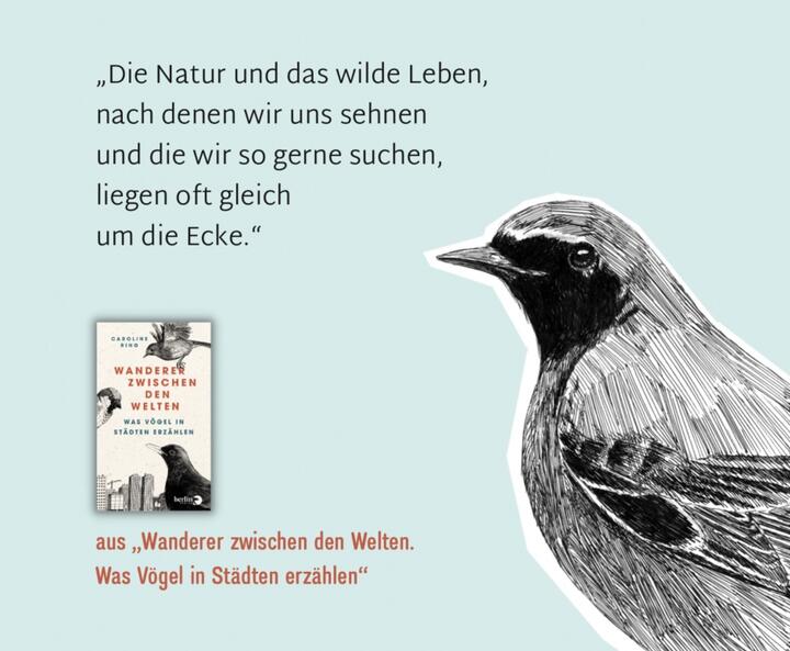 heimische Vögel