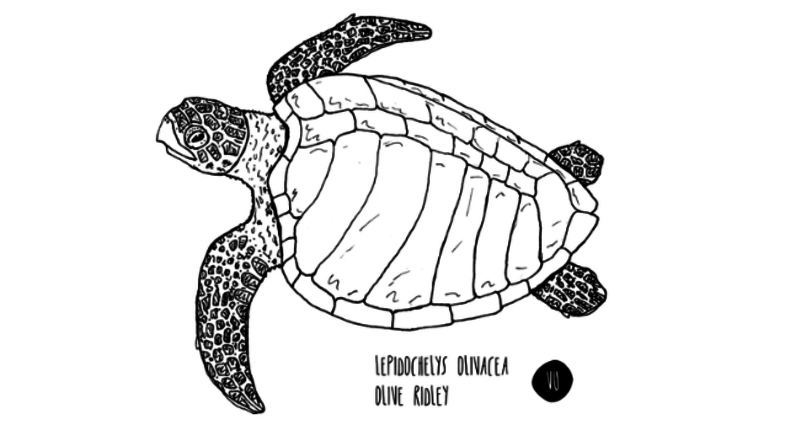 Illustration Olive Ridley