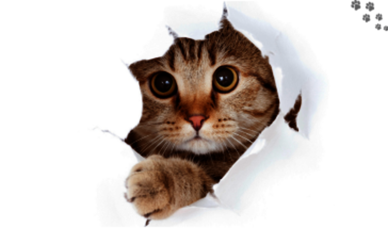 Die schönsten Bücher für Katzen-Liebhaber