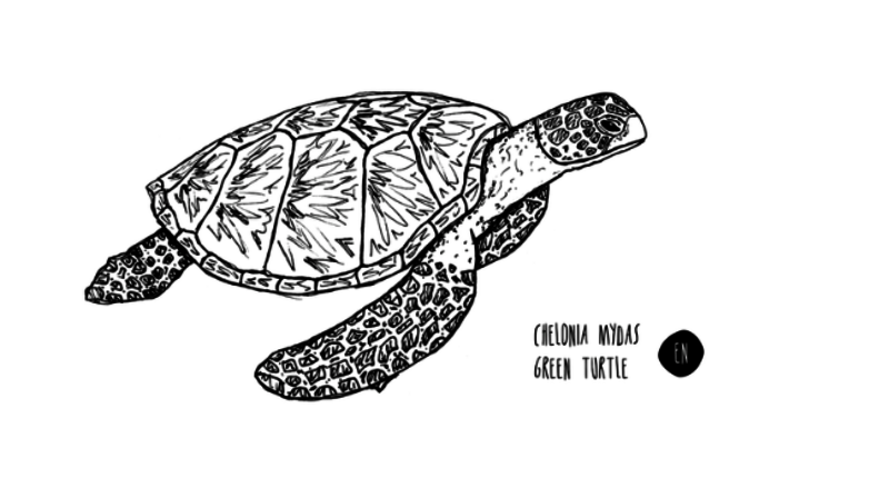 Illustration Green Turtle