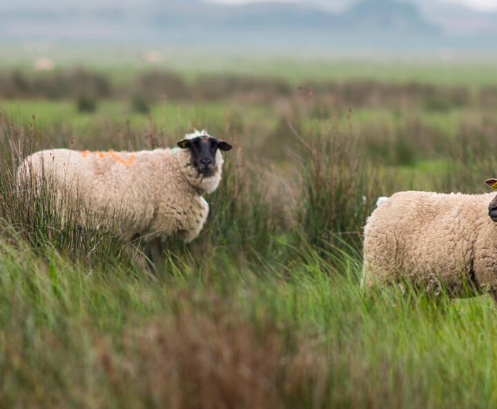 Zwei Schafe auf der Weide