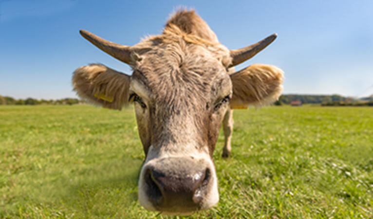 Allgäu Krimis: Hochspannung trifft auf ländliche Gemütlichtkeit