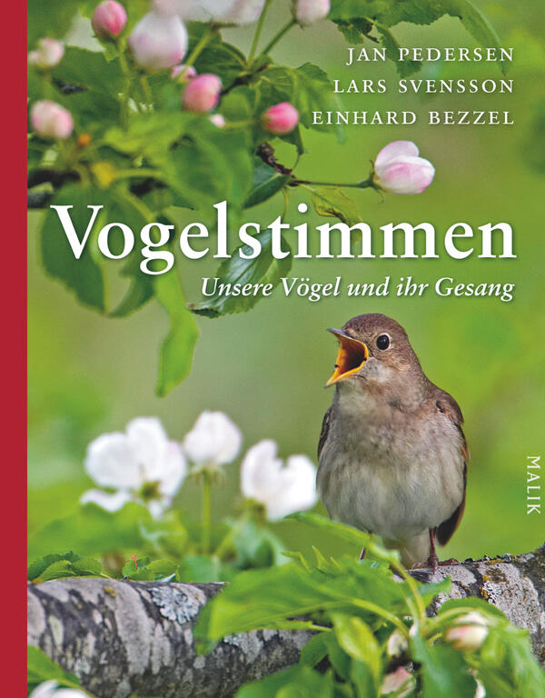Das Buchcover zeigt einen Sänger Vogel, der mit offenem Schnabel auf einem Ast sitzt und den Gesang anstimmt. Im Hintergrund sind zarte, grüne Blätter und rosa Blüten sichtbar, die eine natürliche, frühlingshafte Atmosphäre erzeugen. Der Titel „Vogelstimmen“ ist in großen, weißen Lettern am oberen Rand platziert, während der Untertitel „Unsere Vögel und ihr Gesang“ in kleinerer Schrift darunter steht. Die Autoren Jan Pedersen, Lars Svensson und Einhard Bezzel sind am oberen Rand aufgelistet. Am unteren Rand befindet sich das Verlagslogo „Malik“.