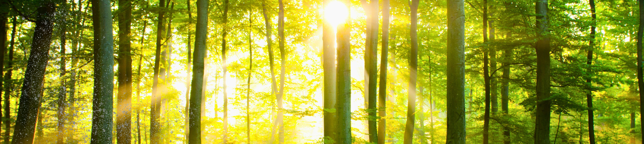 Ein Wald mit Sonnenstrahlen zwischen Bäumen.