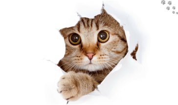 Katzen
